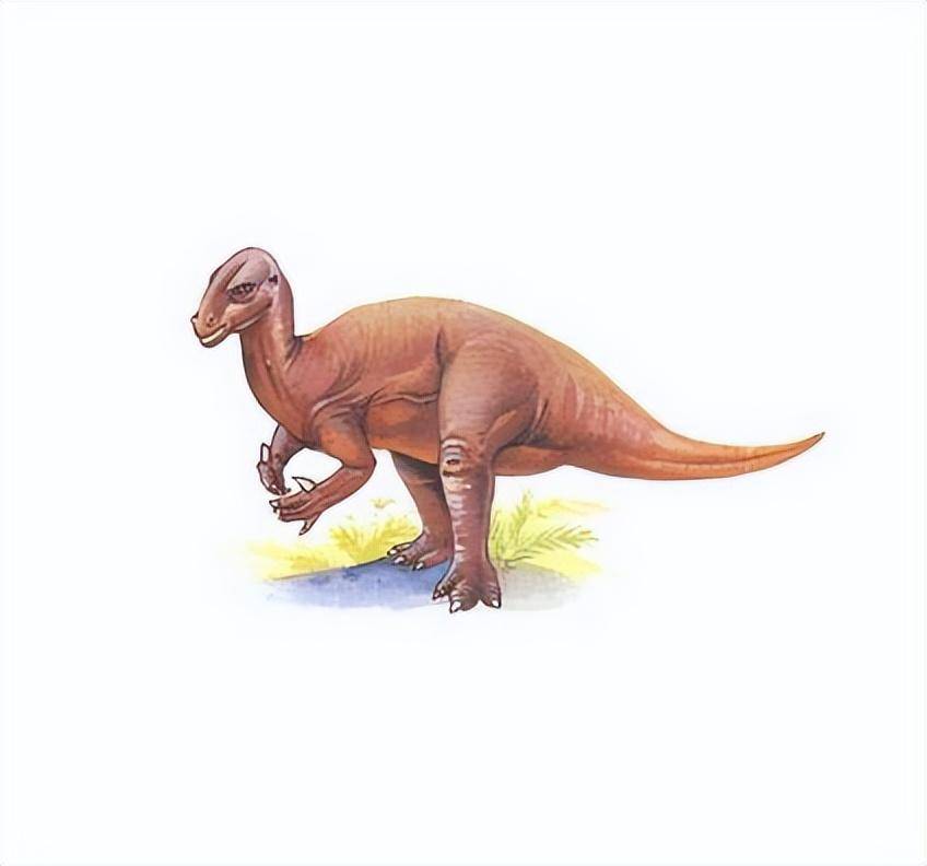 棱齿龙d,异齿龙科---异齿龙.