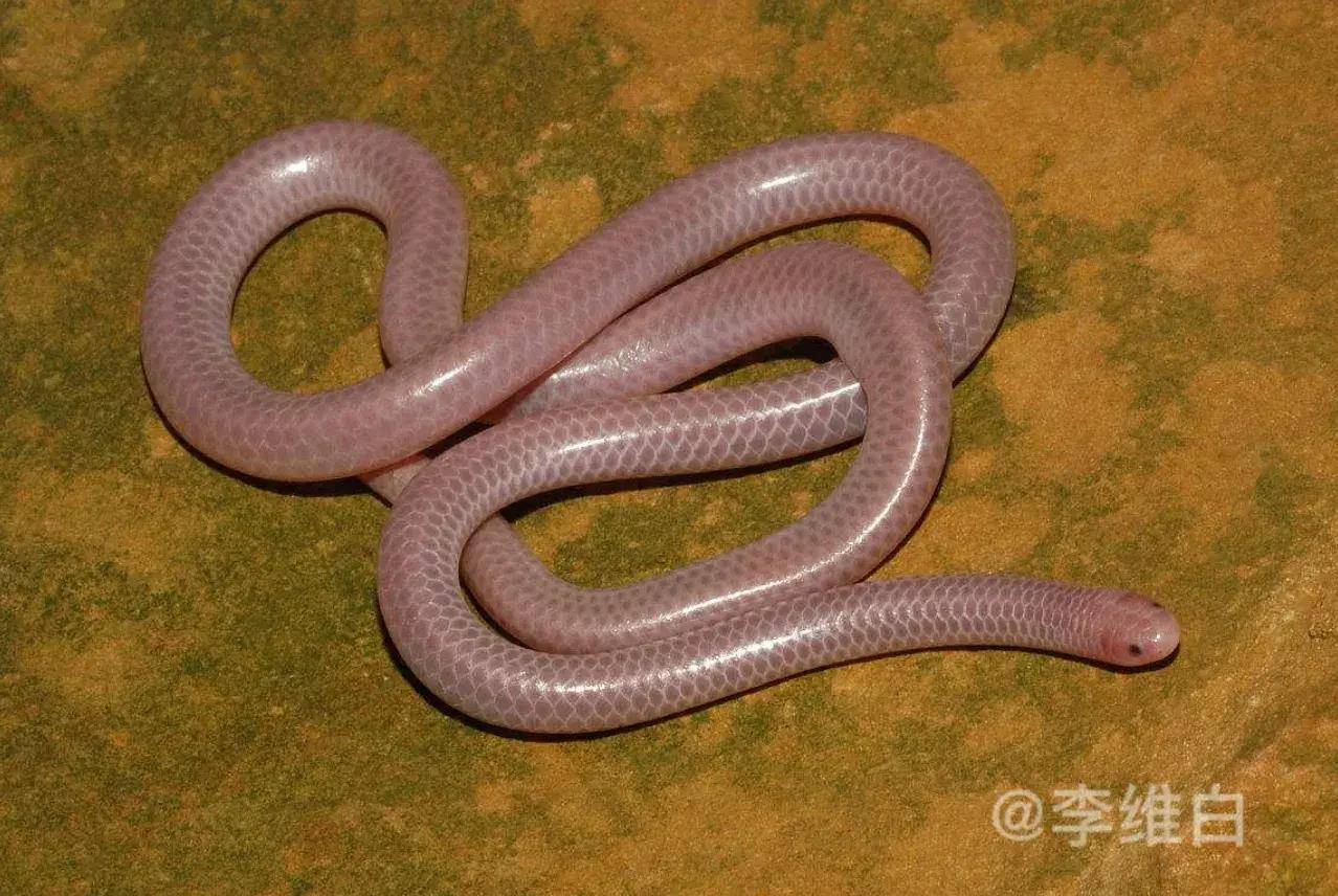 世界上最小又可爱的蛇图片