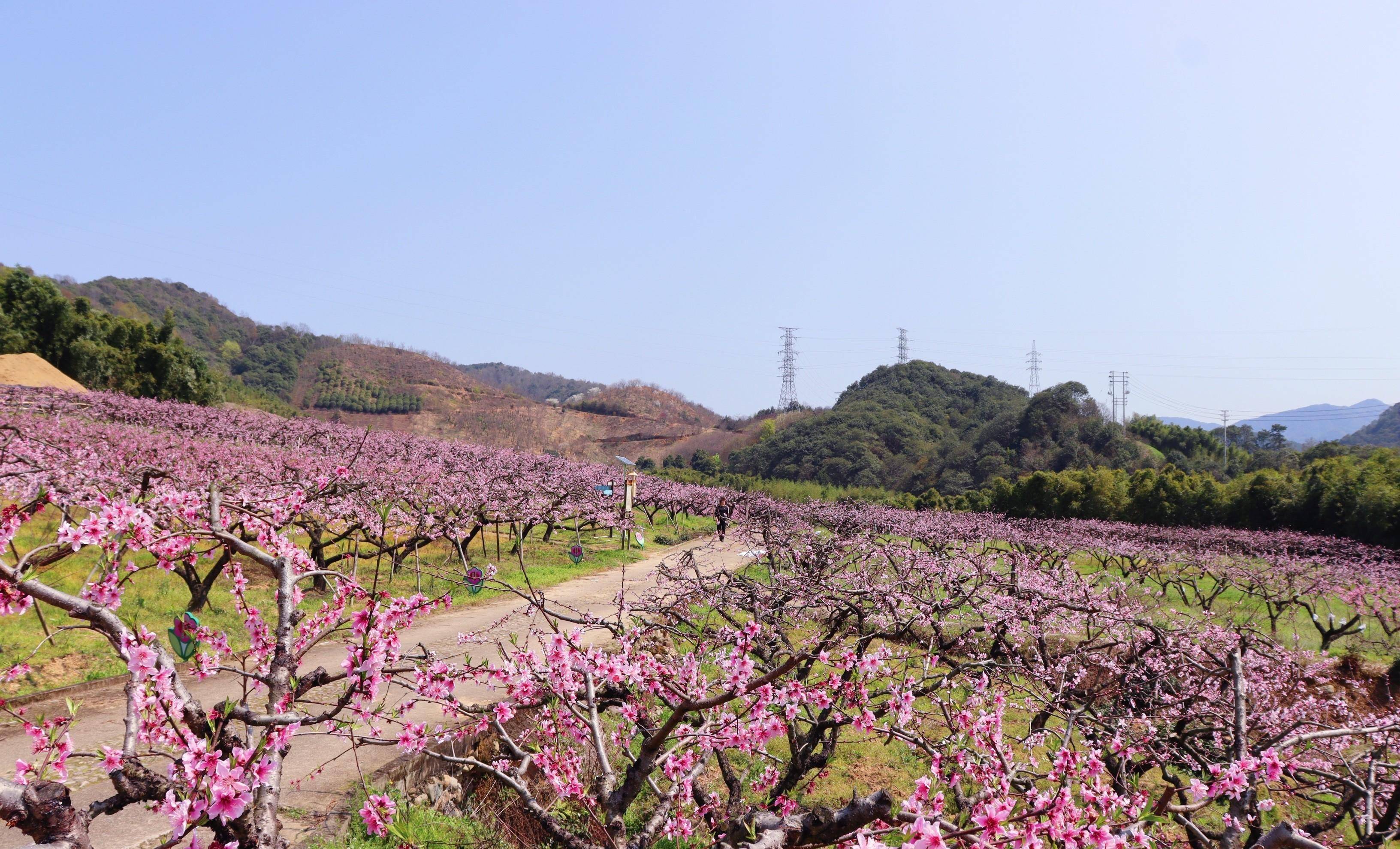 奉化新建村桃花图片