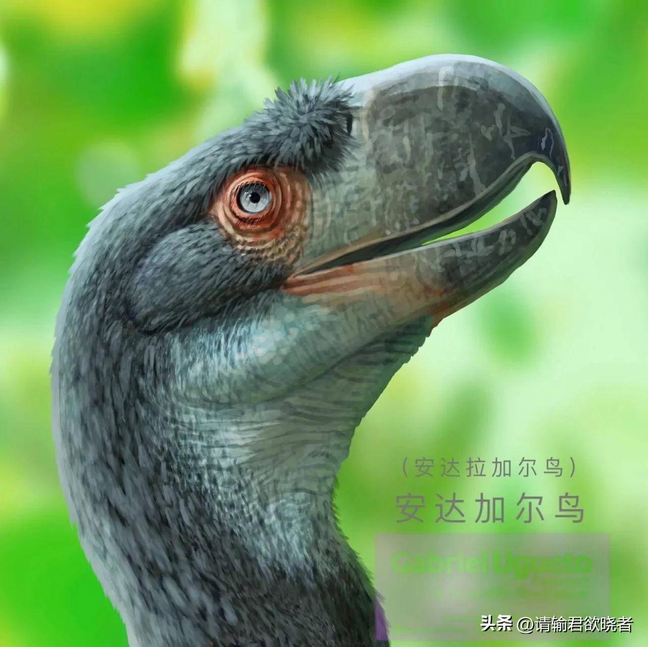 远古巨鸡?地球上存在过哪些不会飞的巨型鸟类?