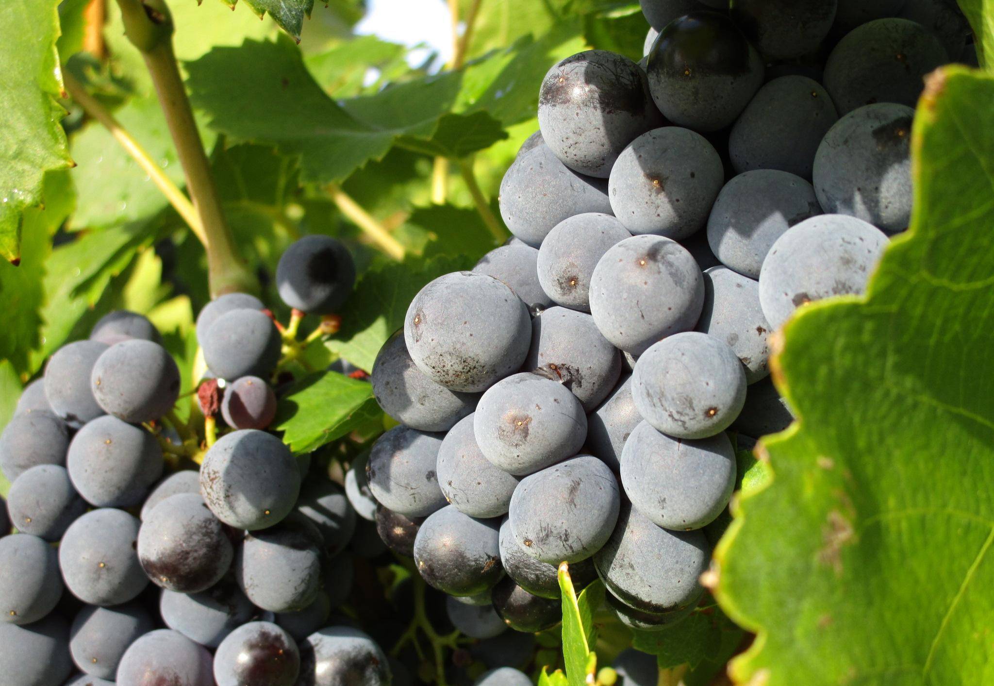 valley_西拉_产区