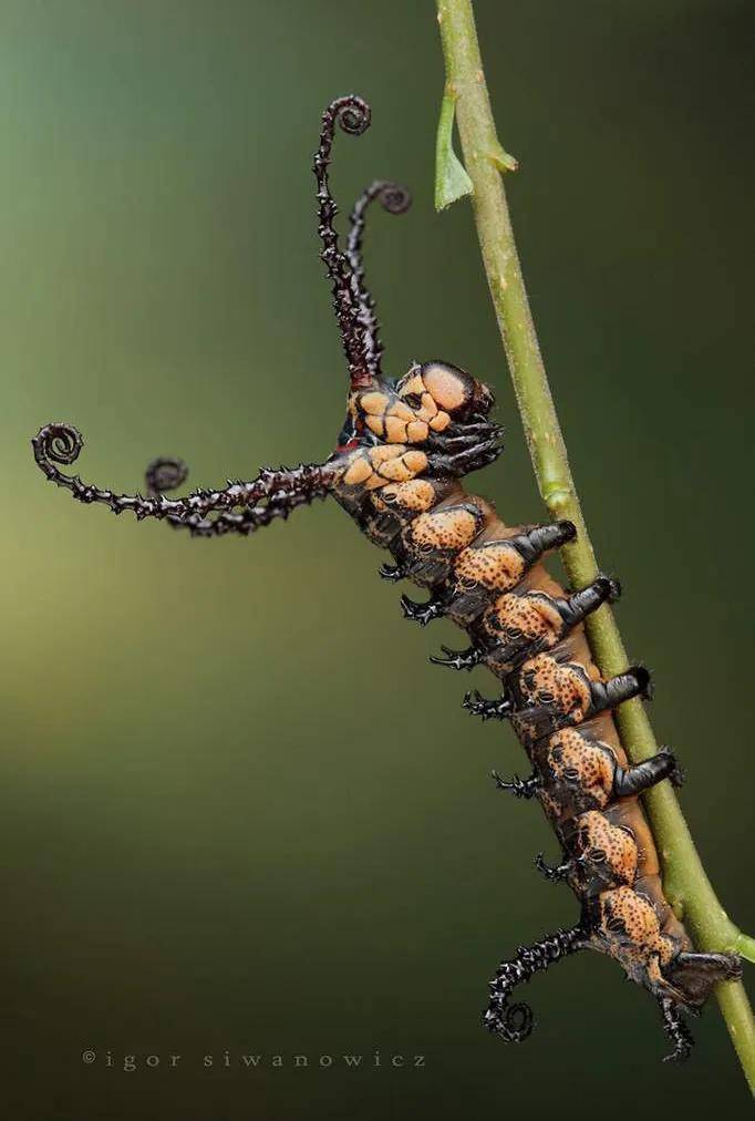 长着四根脏脏辫的鳞翅目幼虫(07i`)