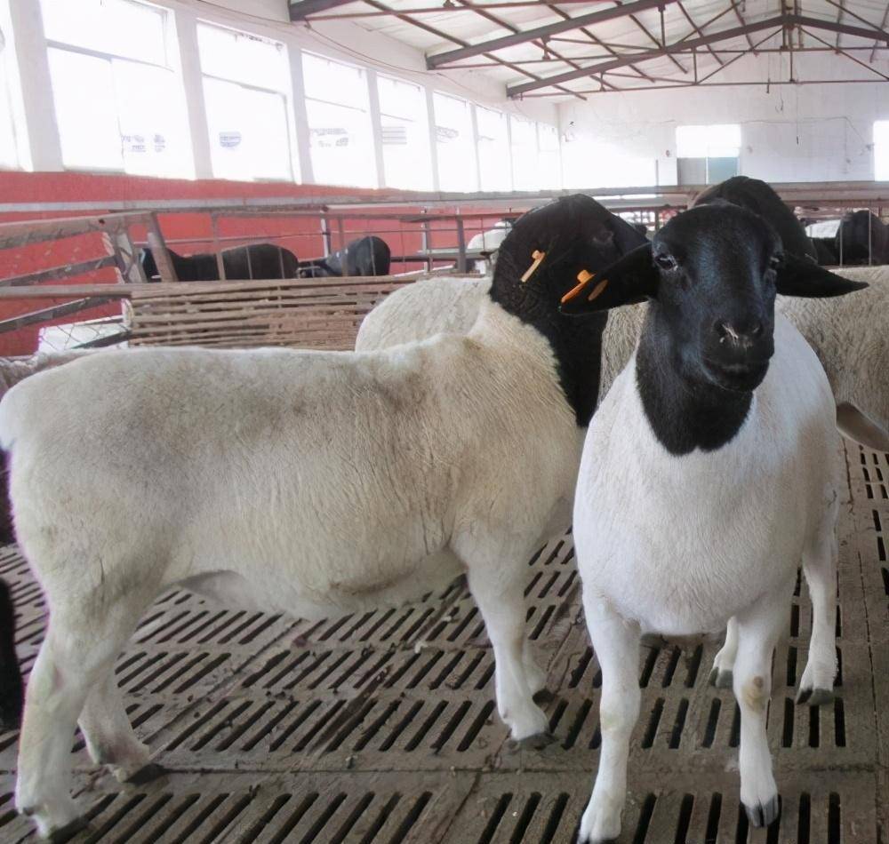 杜泊羊羊羔价格多少钱每公斤,什么时候才是买羊的最佳时间段?