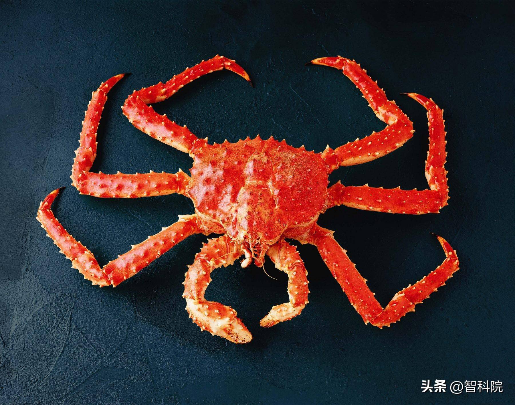 动物_祖先_其他