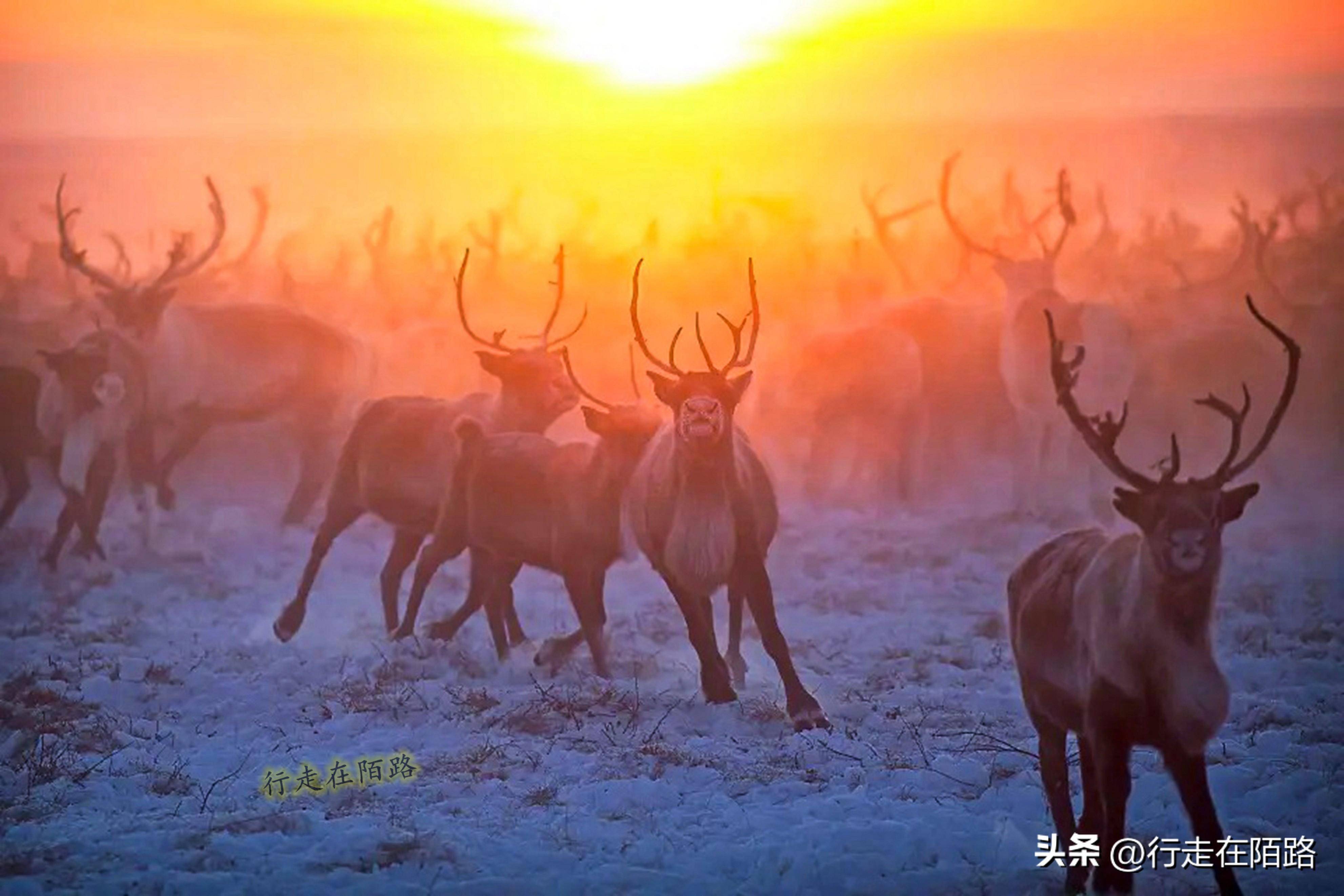 西伯利亞馴鹿人:每年春季遷徙兩次,每次要走500公里_北美_圈養_公鹿