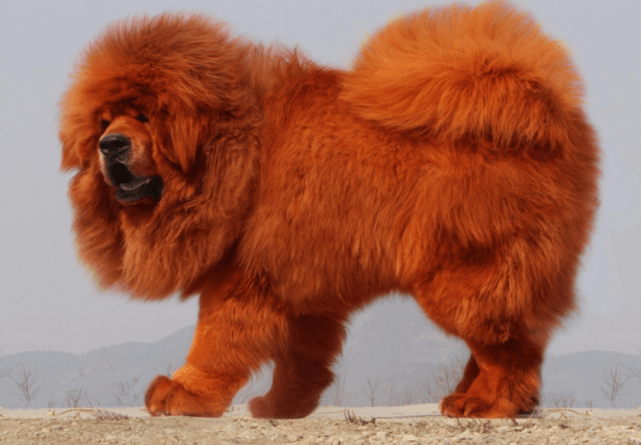 图中就是一只非常奇怪的狗狗,这只狗狗全身毛都是红色的,被说是藏獒的
