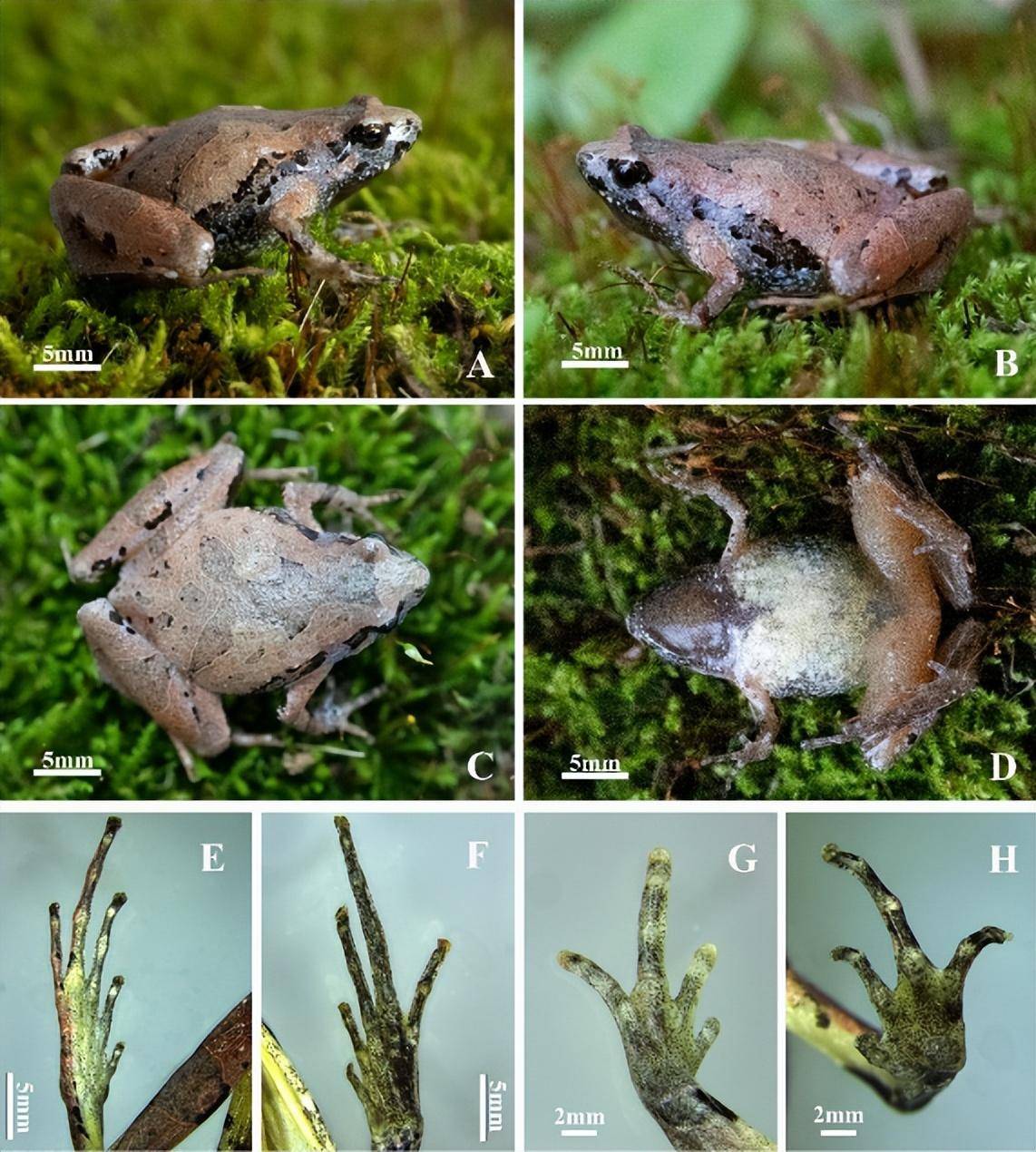 安徽最新发现新物种_大别山区_研究_我国