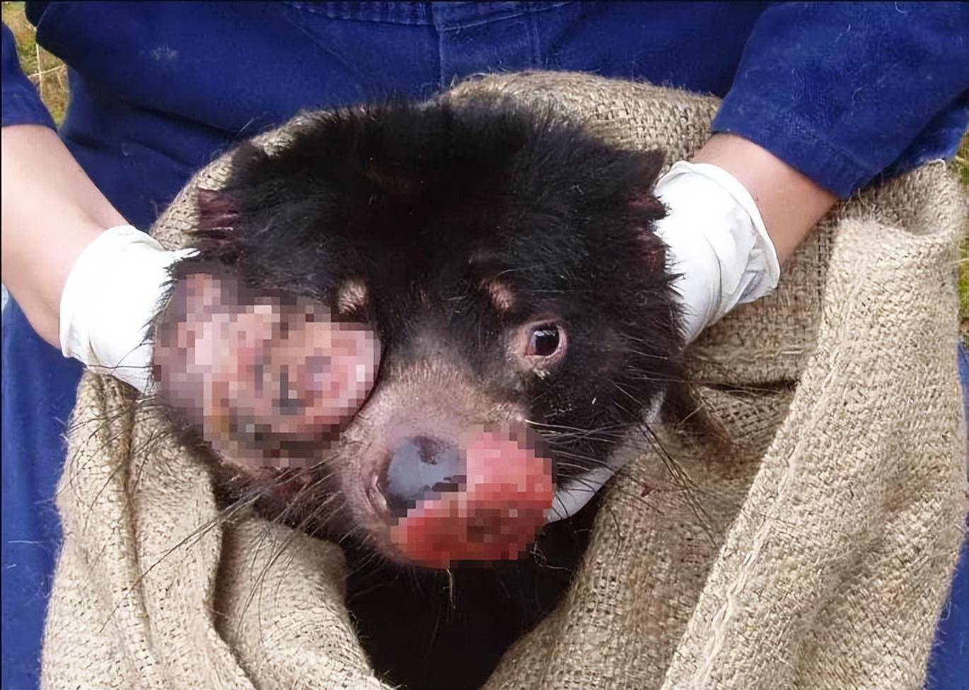 被人类救助生病袋獾这个袋獾面部肿瘤病来势汹汹,从发现疾病开始,没用