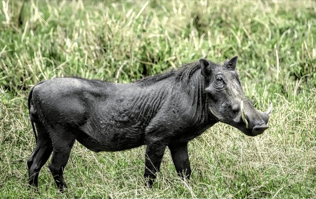 它的狩獵對象就包括一些山羊,野豬等食草類動物,如果老虎一旦滅絕