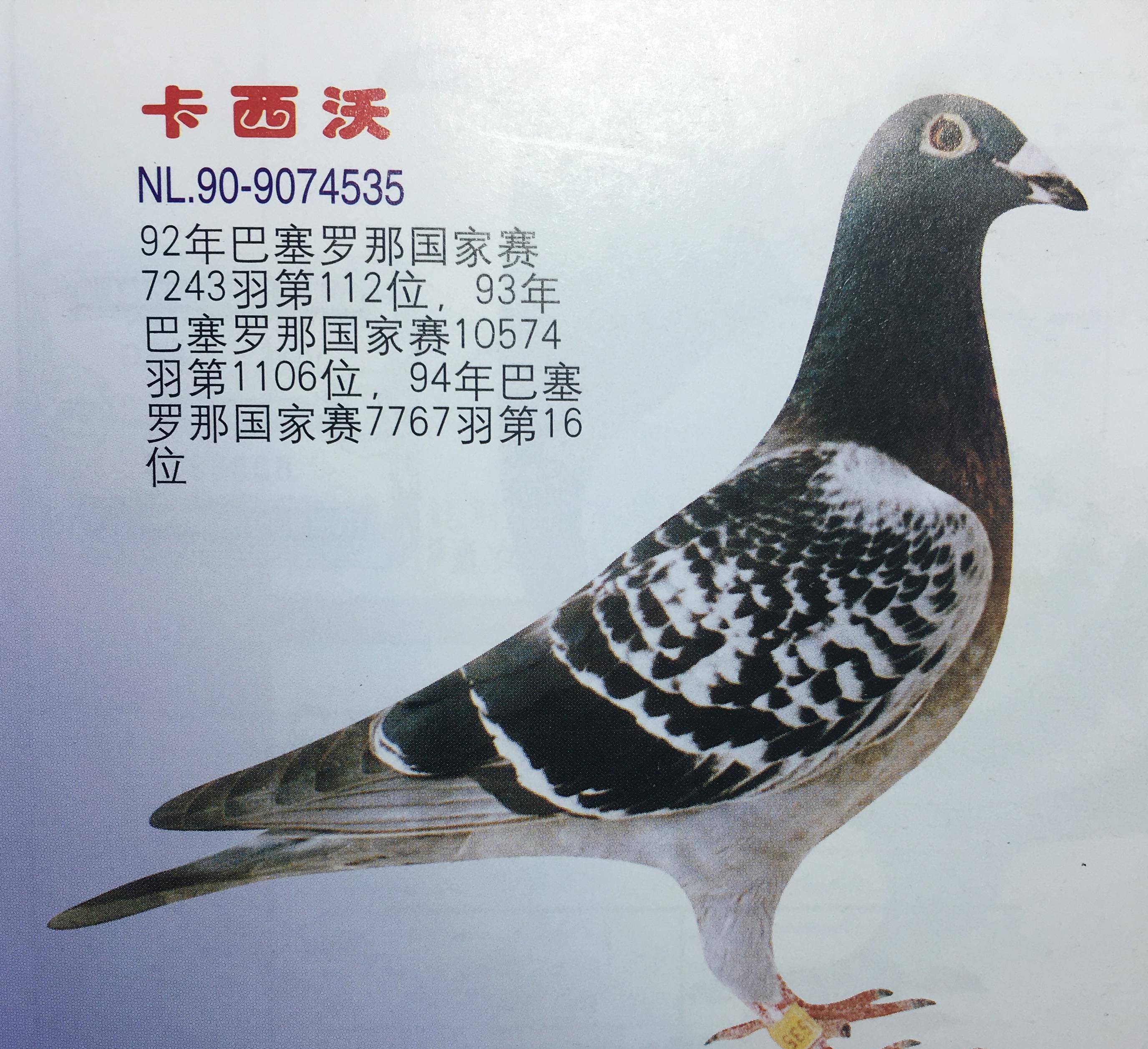 名扬国际鸽界的赛鸽家-华普利的饲鸽法_鸽子_饲料_豆类