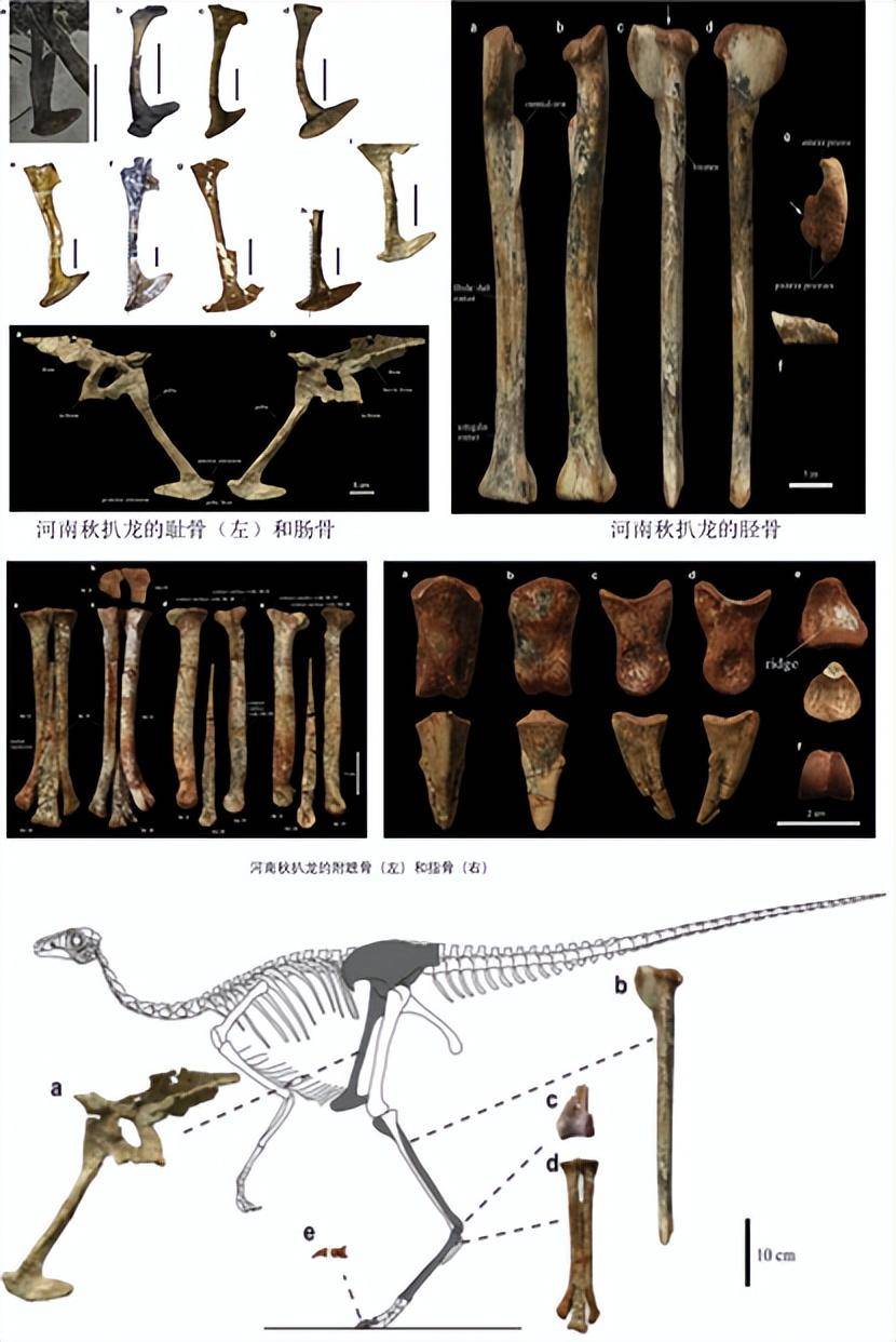河南秋扒龙骨骼化石及相应位置示意图河南秋扒龙生物形象科学复原图(9