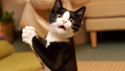 这5类猫,哪怕价格再低也别买,宠物店店主说漏嘴:不懂行的才买_猫咪