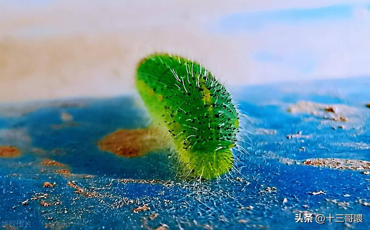 昆虫记 :有一种肉肉虫俗称"吊死鬼儿",也不知成年后会变成啥_家伙