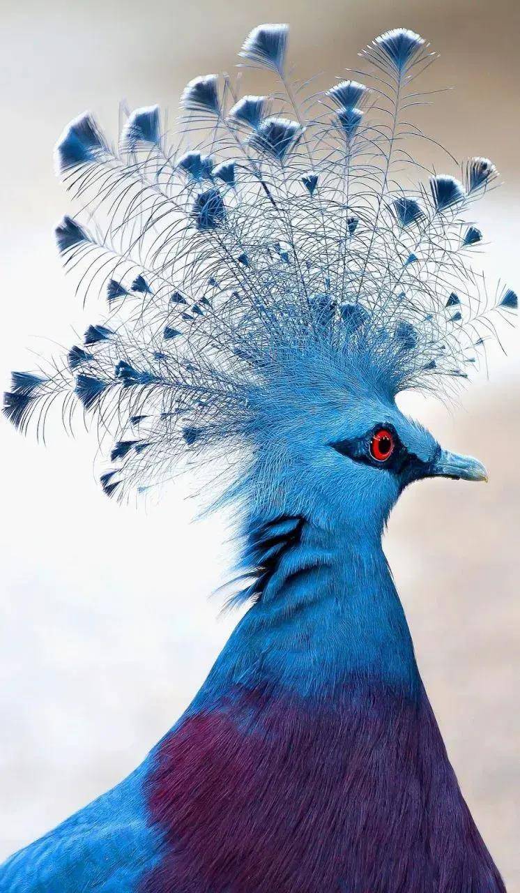 维多利亚凤冠鸽图片