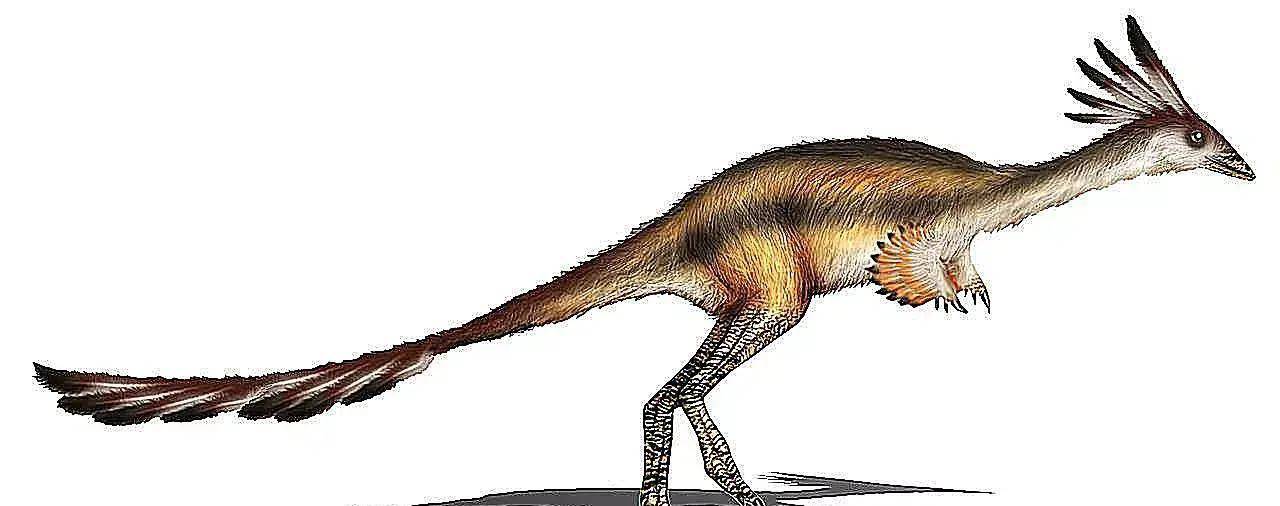 有羽毛的恐龙图片和简介(一)_鸟龙_北美_鸟类