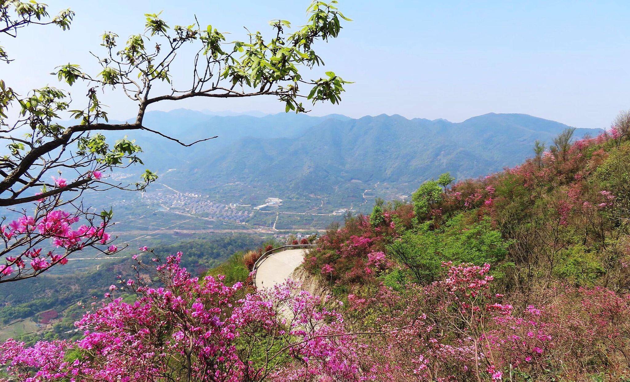 奉化金峨山的杜鹃花火了,漫山红遍似云霞,美丽壮观,你打卡了吗_上山