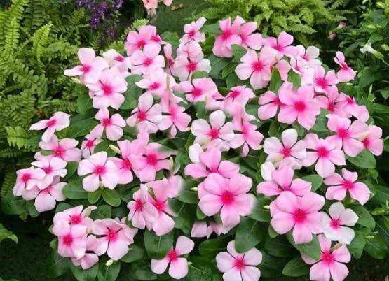 阳台养7种花,一年四季有花看,花开时间长,新手们也能养爆盆_开花_温度