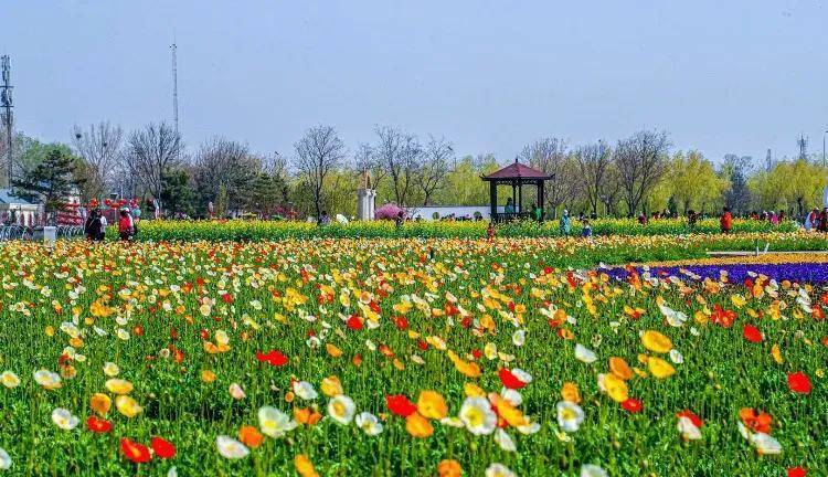 北京罕见的虞美人花海,紫谷伊甸园正式开园_门票_乐园_大片
