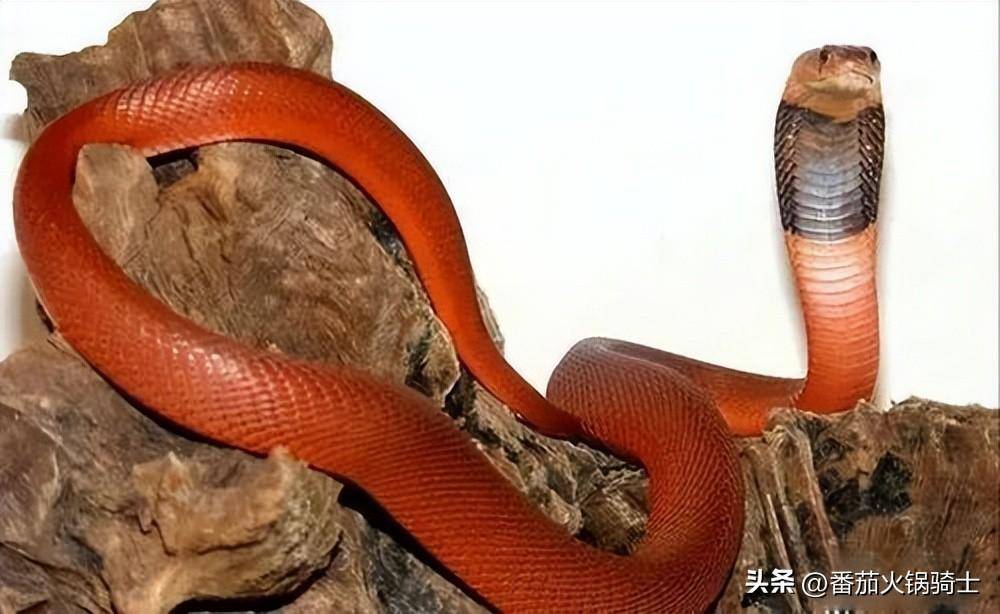 毒蛇中的颜值担当,红喷毒眼镜蛇为什么是红色的?_东非地区_土壤_毒液