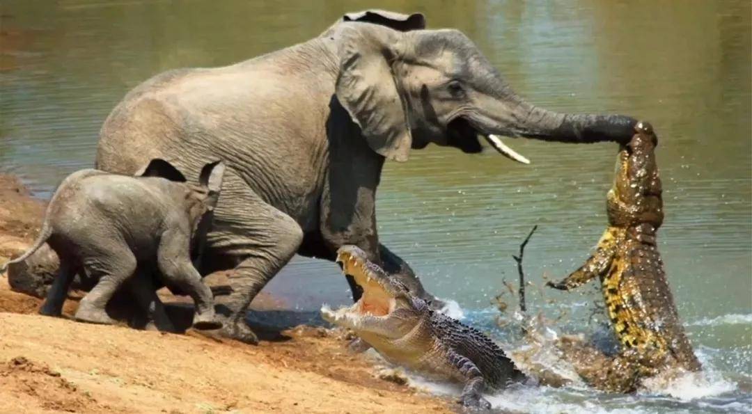 罕见的36张照片,虎鲸绞杀大白鲨,鳄鱼咬大象鼻子,薮猫草丛捕蛇_动物