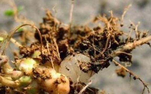 这一种路边很常见的植物 根部可是很好吃的 很多人小时候经常吃(图3)