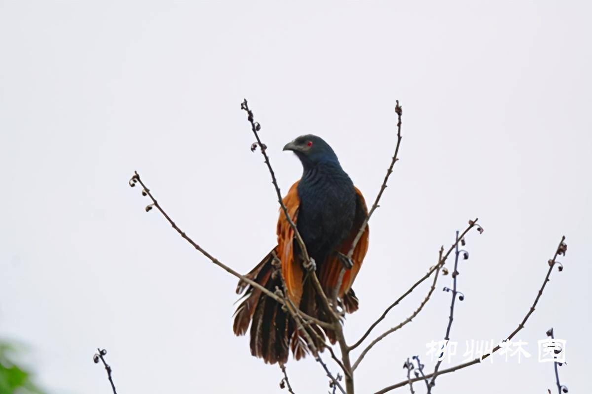 名鸡却非鸡的"红毛鸡"_叫声_展开_光泽