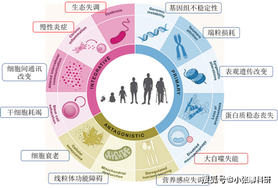 Cell重磅综述：首次报道衰老（Aging）的十二大标志！_功能_基因组_特征