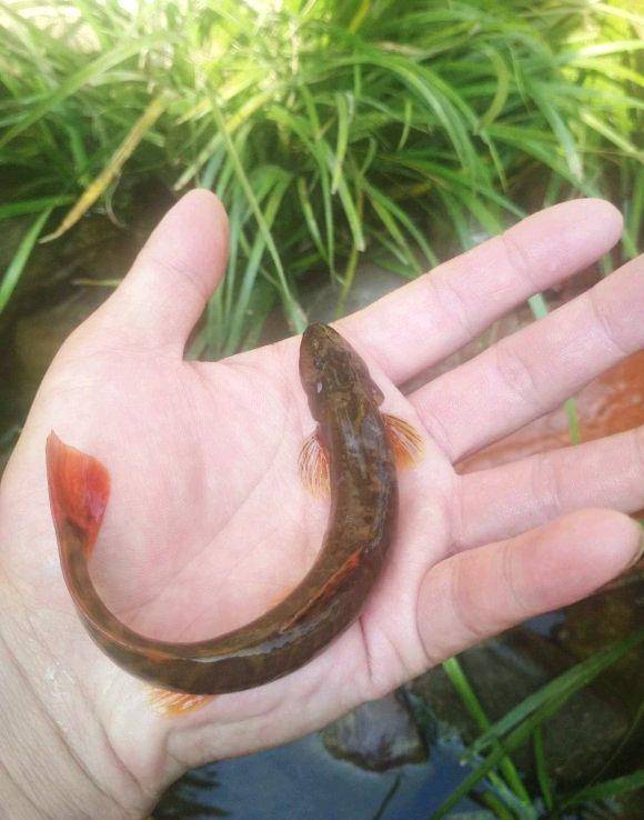 西南山区的红尾巴,曾经怎么钓都钓不完,如今却逐渐销声匿迹_繁殖_长江