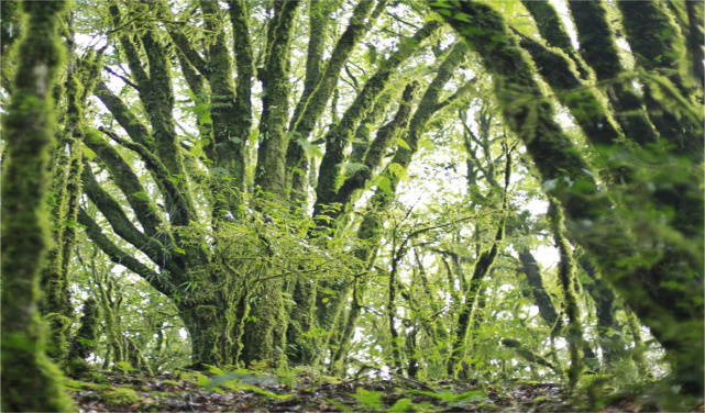 哀牢山原始森林景观动物种类丰富多样,国家一级重点保护野生动物 17