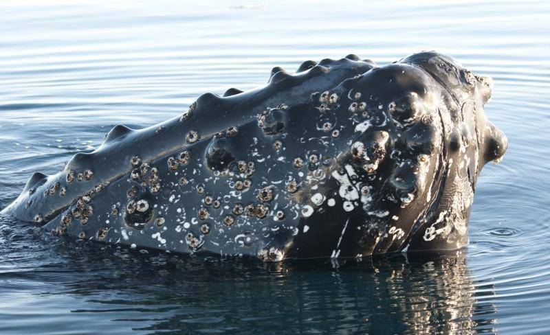 海鲸身上的藤壶图片