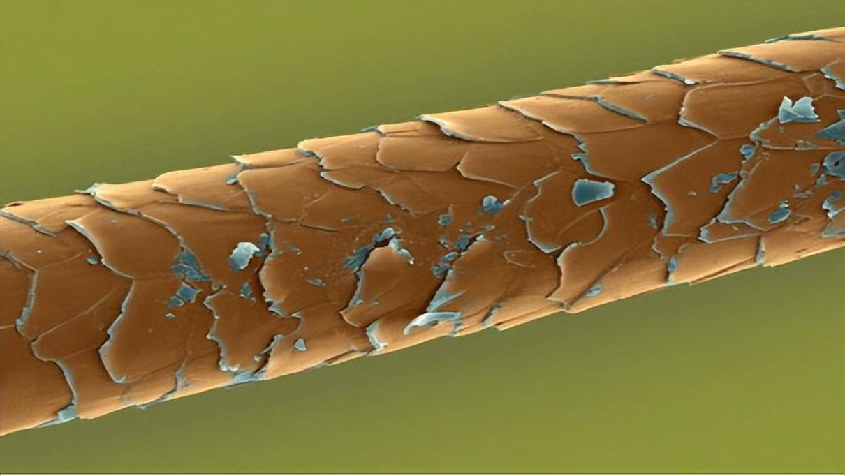 的主要原理,染发是利用染发剂中的碱性成分把头皮表层的毛鳞片打开