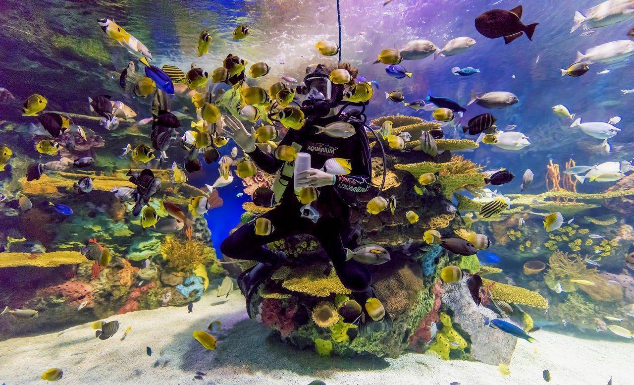 加拿大旅游之多伦多景点篇(瑞普利水族馆)_地方_电视塔_时间