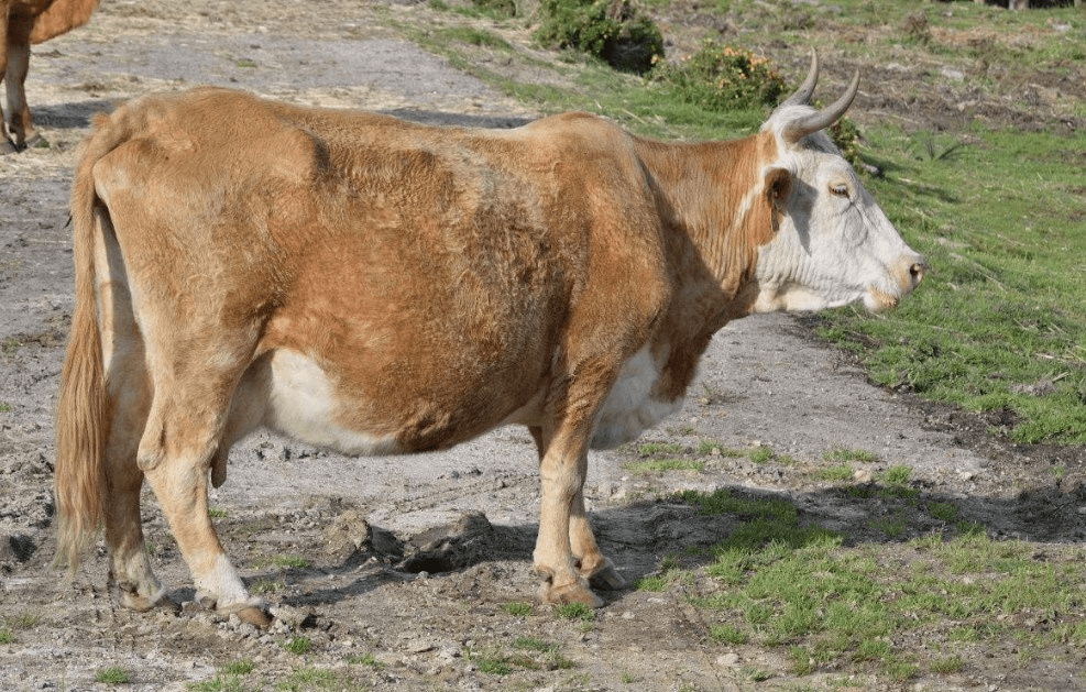 怀孕母牛没食欲要健胃,必须要确保安全!_时候_胎儿_功能