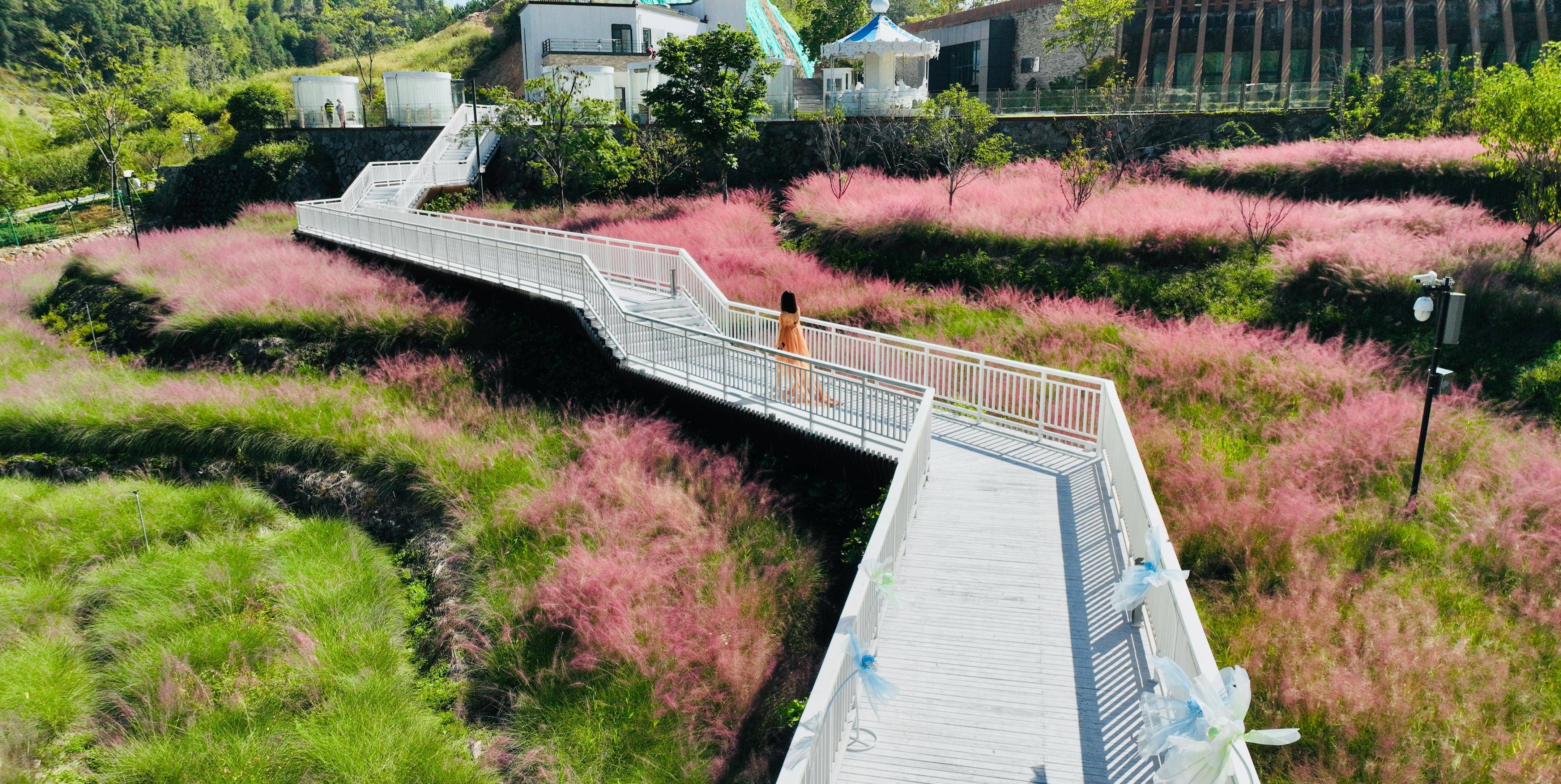 秋日溫州最火的花海,在溫州泰順廊橋文化園暮光之城_泗溪鎮_粉色_棧道