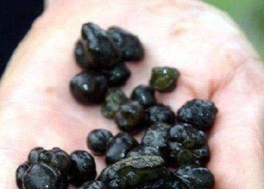 这种长在农村稻田里的蔬菜 现在已经十分稀少 你们有没有吃过(图2)
