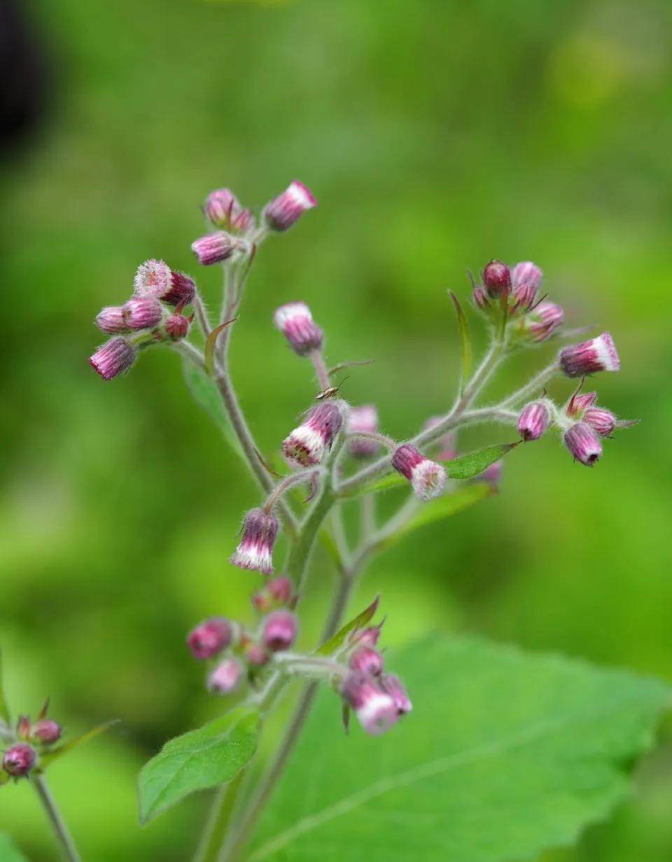 【九】柔毛艾纳香.菊科艾纳香属.【八】白芷,伞形科当归属.