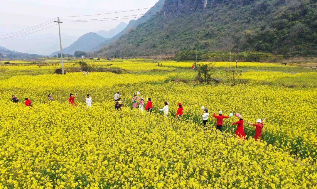 「美图」油菜花迎春开放,户外踏青赏花好悠闲