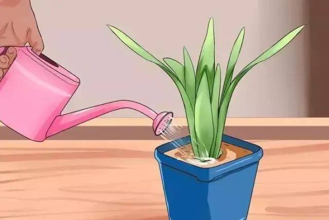 01 先保持土壤湿润棉线浇水自动浇花器其实只要不是像陈先生一样几个