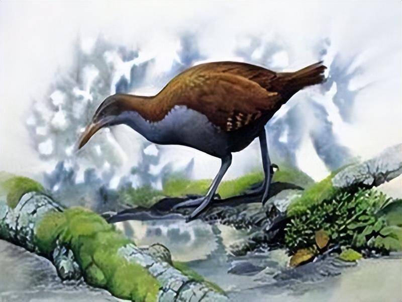 这46种鸟类已经永久地消失了,只留下了图像供人追忆_生活_人类_秧鸡