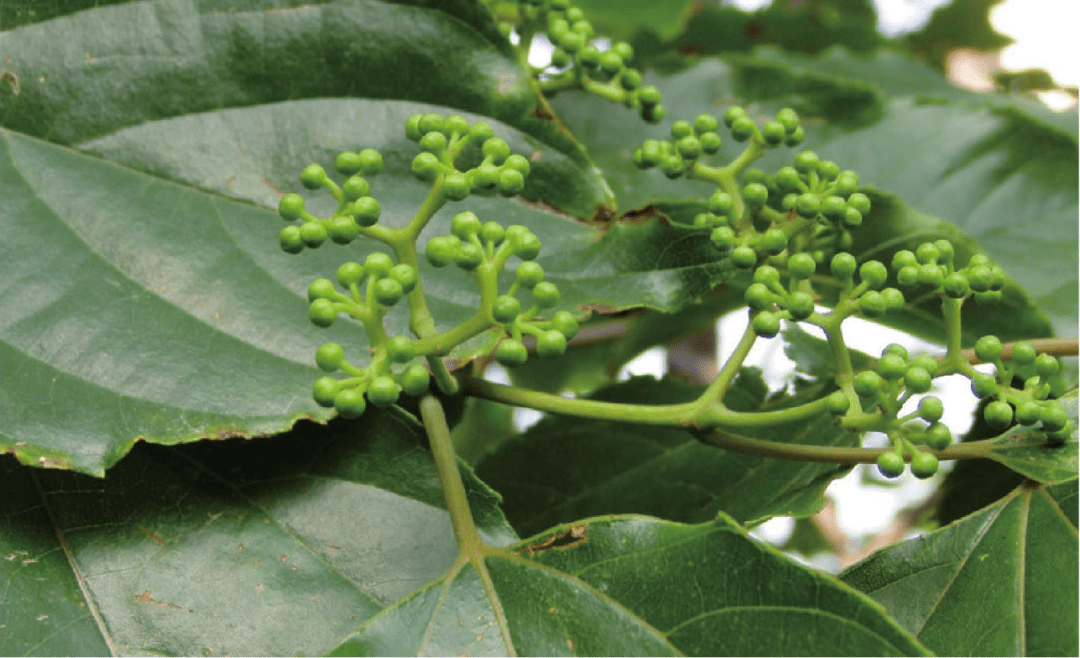 幸亏当年李白没遇到枳椇子.