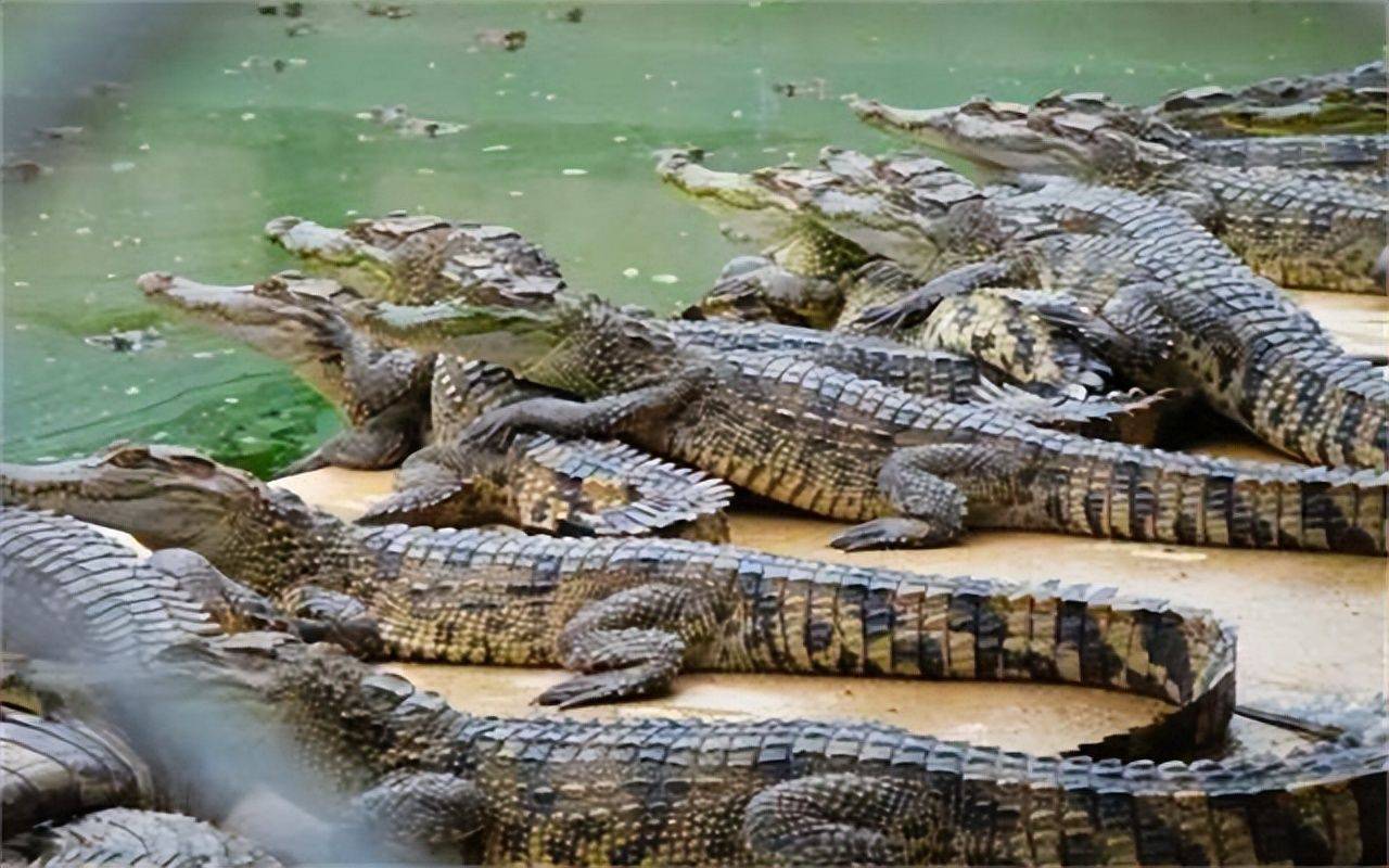 二战期间缅甸鳄鱼吃人事件,1000多名日军葬身鱼腹,仅20人幸存_英军