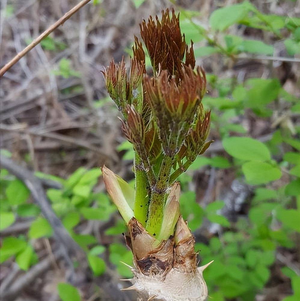 农村长刺的楤木,嫩芽被称为树上人参,山野菜之王,上100元一斤