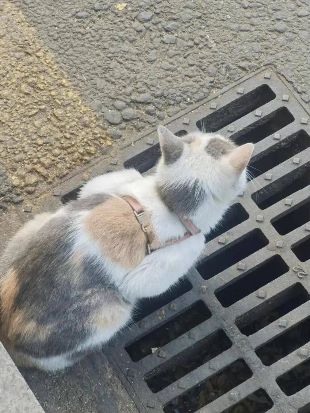 爆笑趣图:欧阳志鹏的悬赏金额涨到200块了_网友_老鼠_打火机