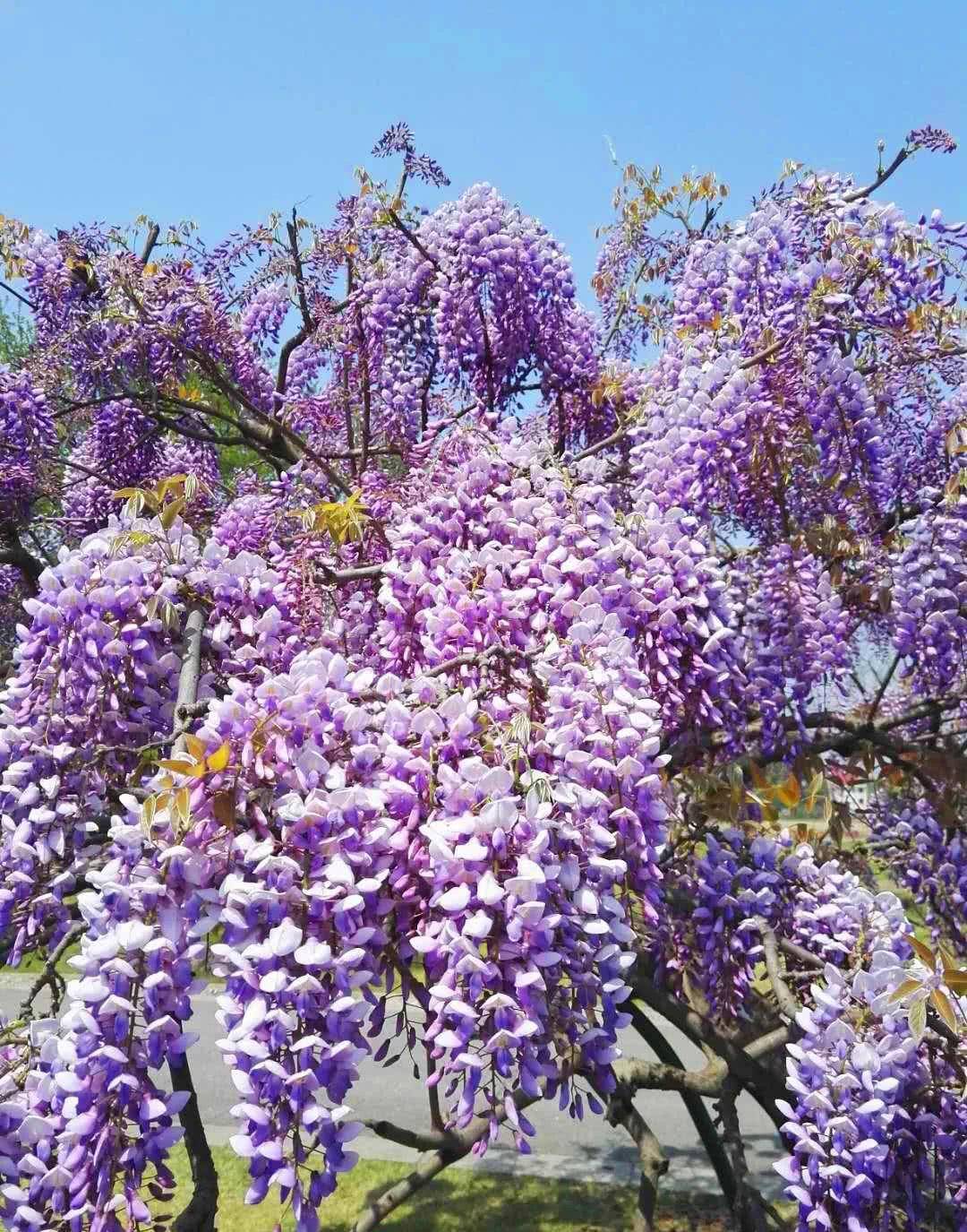 紫藤花開如瀑,快去上海這些地方賞花_地址_門票_時間