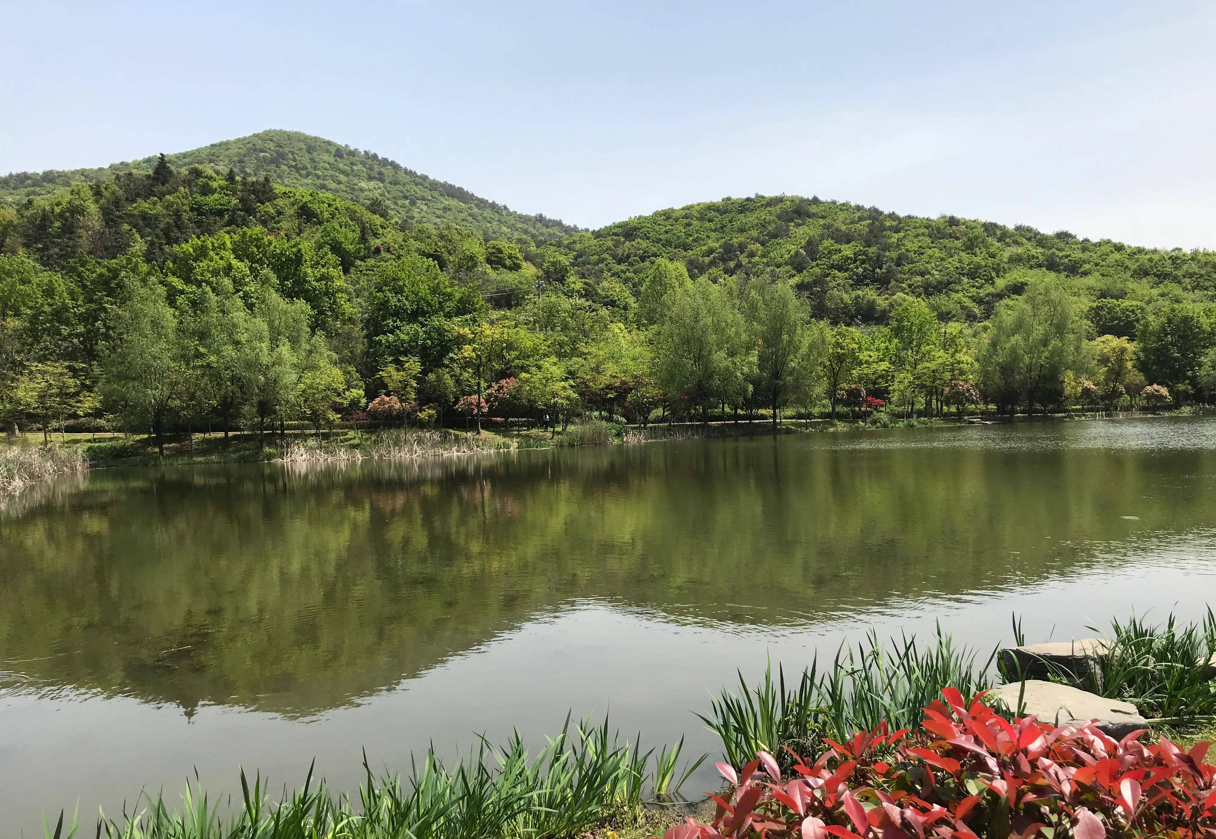 石塘竹海风景图片图片