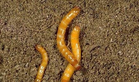 春季小麦田金针虫,蛴螬,蚜虫可以一起治,治一次管一季_危害_幼虫_土壤