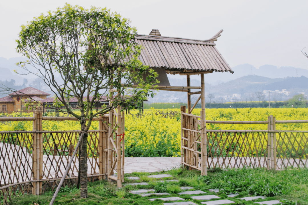 开阳禾丰乡油菜花图片