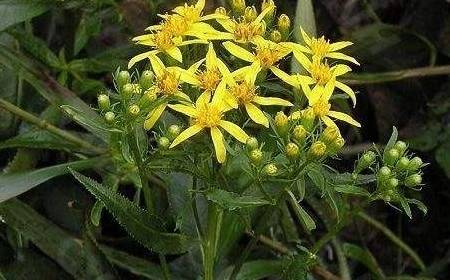 其实很简单,黄花母根其实就是路边的野草,而且它的枝干是脆弱的,但是