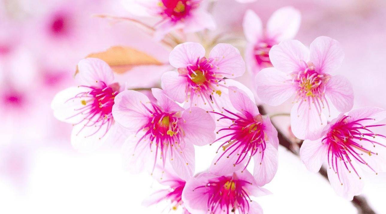 3月下旬,喜鹊来旧爱乞求复合,斩不断情根的3星座!_爱人_时候_对方