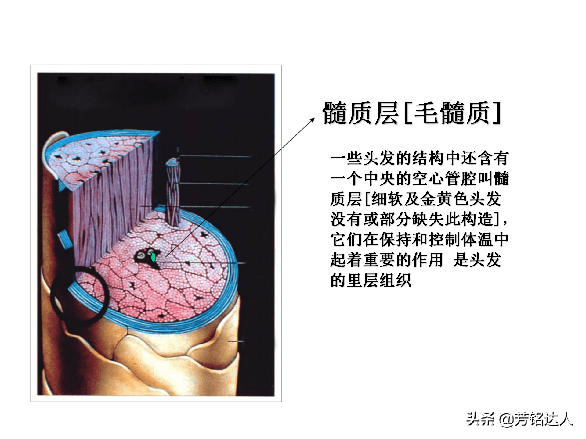 皮質層表皮層2表皮層1二,頭髮的結構:7,酸鹼值ph4.5—5.